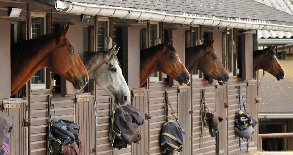 chevaux
